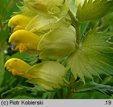 Rhinanthus serotinus (szelężnik większy)