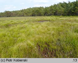 Sphagno tenelli-Rhynchosporetum albae - mszar przygiełkowy