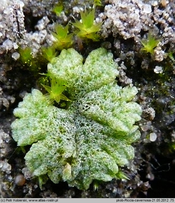 Riccia cavernosa (wgłębka jamkowata)