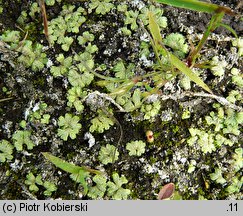 Riccia cavernosa (wgłębka jamkowata)