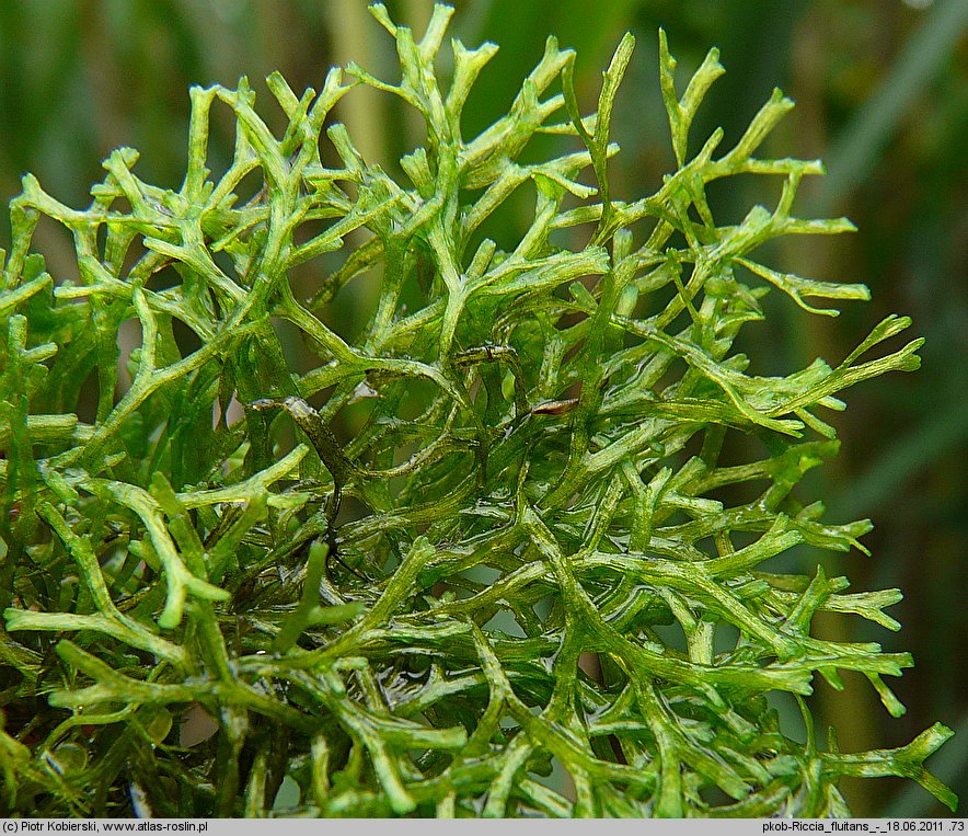 Riccia fluitans (wgłębka wodna)