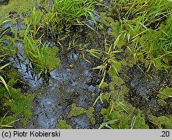 Riccia fluitans (wgłębka wodna)