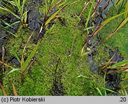 Riccia fluitans (wgłębka wodna)