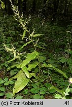 Rumex sanguineus (szczaw gajowy)