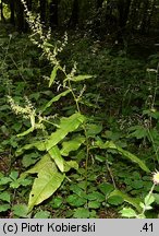 Rumex sanguineus (szczaw gajowy)