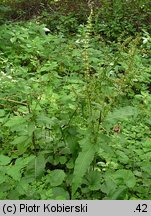 Rumex sanguineus (szczaw gajowy)