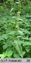 Rumex sanguineus (szczaw gajowy)