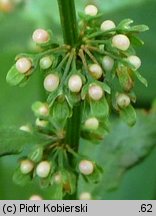 Rumex sanguineus (szczaw gajowy)