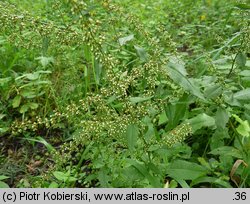 Rumex sanguineus (szczaw gajowy)