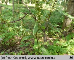 Rumex sanguineus (szczaw gajowy)