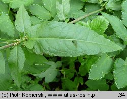 Rumex sanguineus (szczaw gajowy)