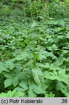 Rumex sanguineus (szczaw gajowy)