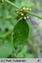 Rumex sanguineus (szczaw gajowy)