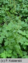 Rumex sanguineus (szczaw gajowy)