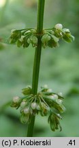 Rumex sanguineus (szczaw gajowy)