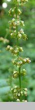 Rumex sanguineus (szczaw gajowy)