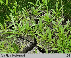 Rumex maritimus (szczaw nadmorski)