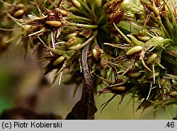 Rumex maritimus (szczaw nadmorski)