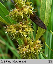 Rumex maritimus (szczaw nadmorski)