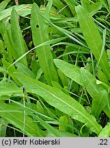 Rumex maritimus (szczaw nadmorski)