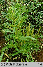 Rumex maritimus (szczaw nadmorski)