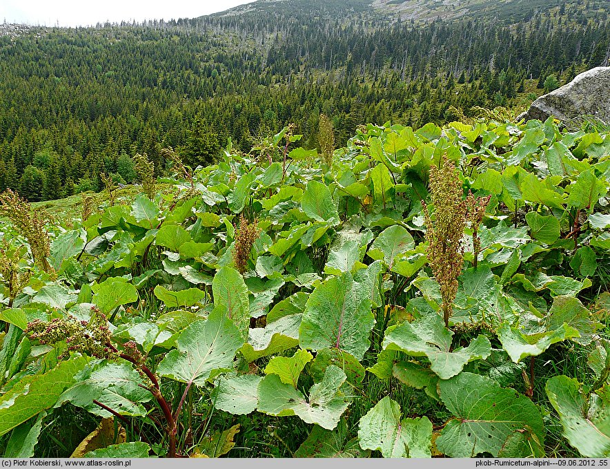 Rumex alpinum