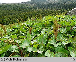 Rumex alpinum