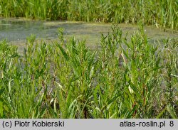 Rumicetum palustris - zespół szczawiu błotnego