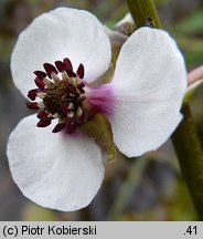 Sagittaria sagittifolia (strzałka wodna)