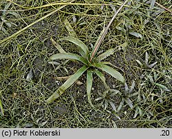 Sagittaria sagittifolia (strzałka wodna)