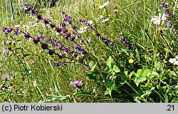 Salvia verticillata (szałwia okręgowa)