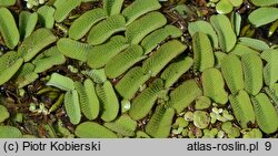 Salvinia natans (salwinia pływająca)