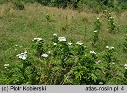 Sambucus ebulus (bez hebd)