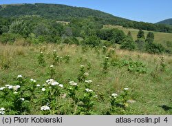 Sambucus ebulus (bez hebd)