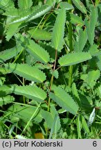 Sanguisorba officinalis (krwiściąg lekarski)