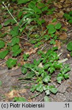 Sanicula europaea (żankiel zwyczajny)