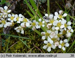 Saxifraga caesia (skalnica seledynowa)