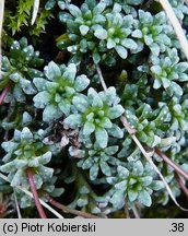 Saxifraga caesia (skalnica seledynowa)