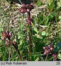 Saxifraga granulata (skalnica ziarenkowata)