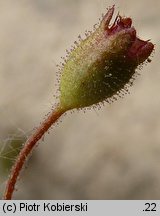 Saxifraga tridactylites (skalnica trójpalczasta)