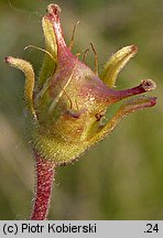 Saxifraga granulata (skalnica ziarenkowata)