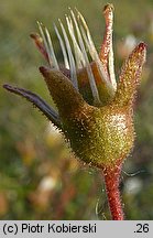 Saxifraga granulata (skalnica ziarenkowata)