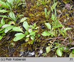 Scabiosa lucida (driakiew lśniąca)