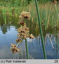 Schoenoplectus tabernaemontani (oczeret Tabernaemontanusa)