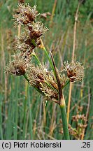 Schoenoplectus tabernaemontani (oczeret Tabernaemontanusa)