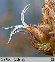Schoenoplectus tabernaemontani (oczeret Tabernaemontanusa)