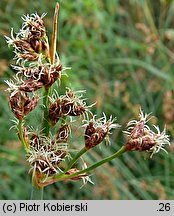 Schoenoplectus tabernaemontani (oczeret Tabernaemontanusa)