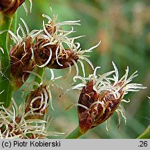 Schoenoplectus tabernaemontani (oczeret Tabernaemontanusa)