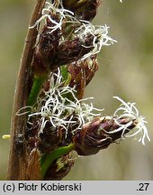 Schoenoplectus lacustris (oczeret jeziorny)