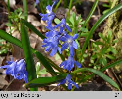 Chionodoxa sardensis (śnieżnik sardeński)